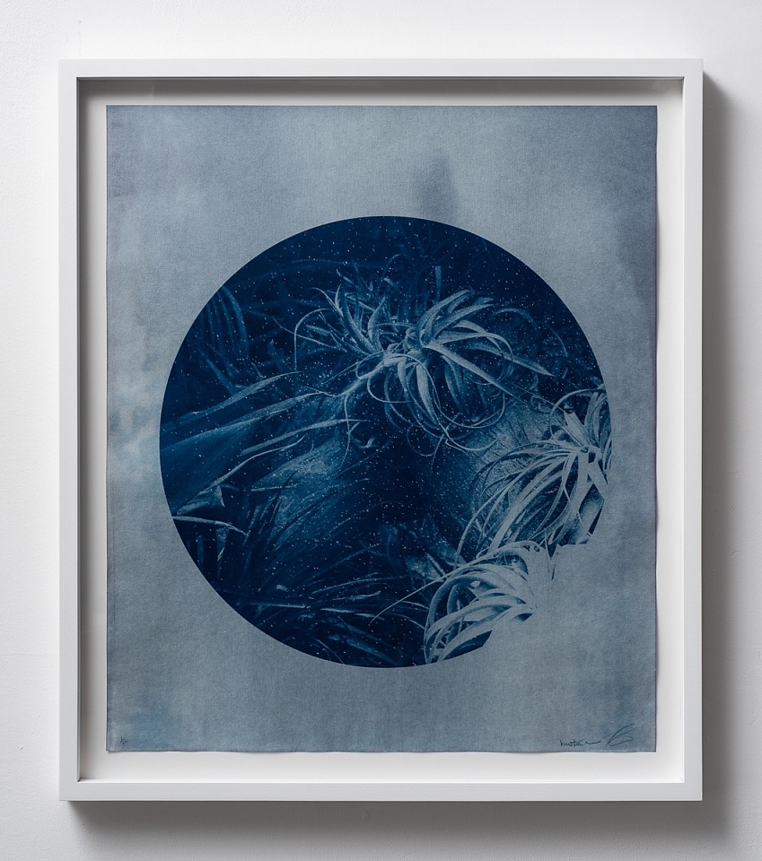 Itamar Freed, Aloe Vera II
2019, Cyanotype on Tosa Wasa handmade Japanese paper