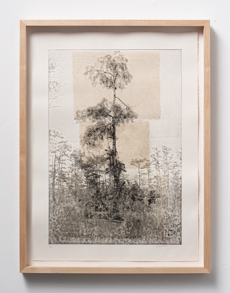 Itamar Freed, Cypress Tree1
2019, Etching with chine colle on Zerkyl Natural