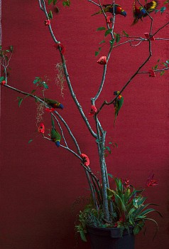 pawpaw tree 2020 inkjet print on archival paper 110 x 75 cm.gif