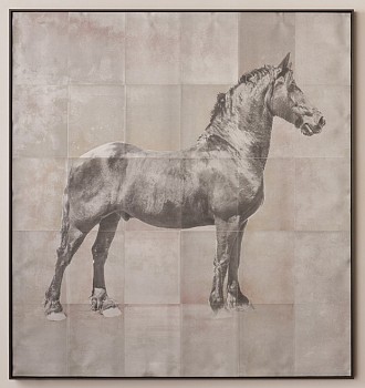 horse 1