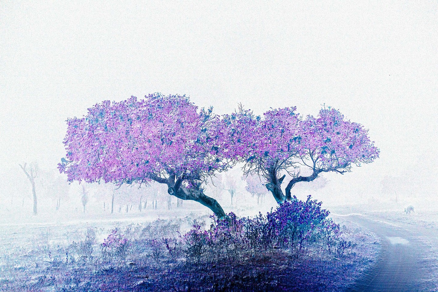Itamar Freed, Two Trees
2024, Photography, inkjet pigment print on archival Kozo Japanese paper